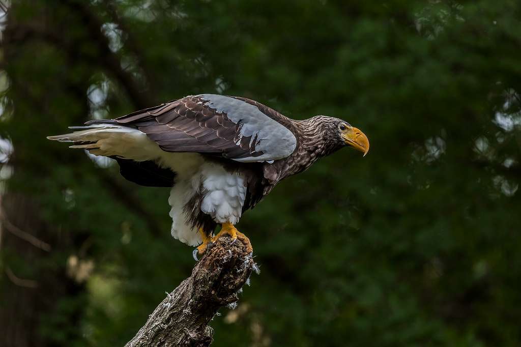 多摩動物園の猛禽_f0044056_20371612.jpg