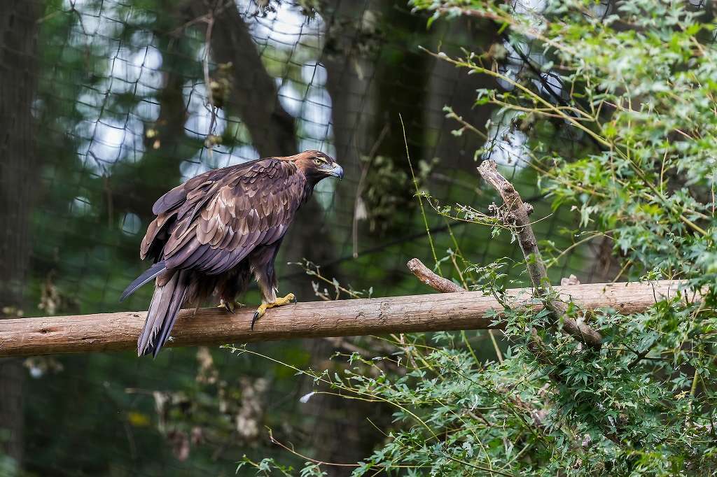 多摩動物園の猛禽_f0044056_20380807.jpg