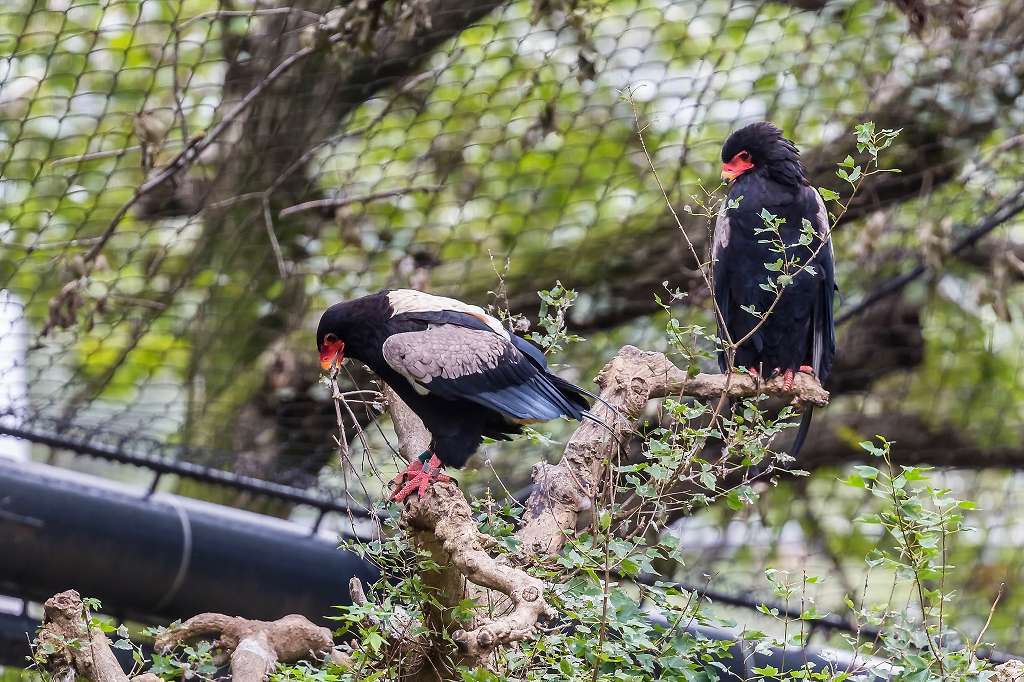 多摩動物園の猛禽_f0044056_20385396.jpg