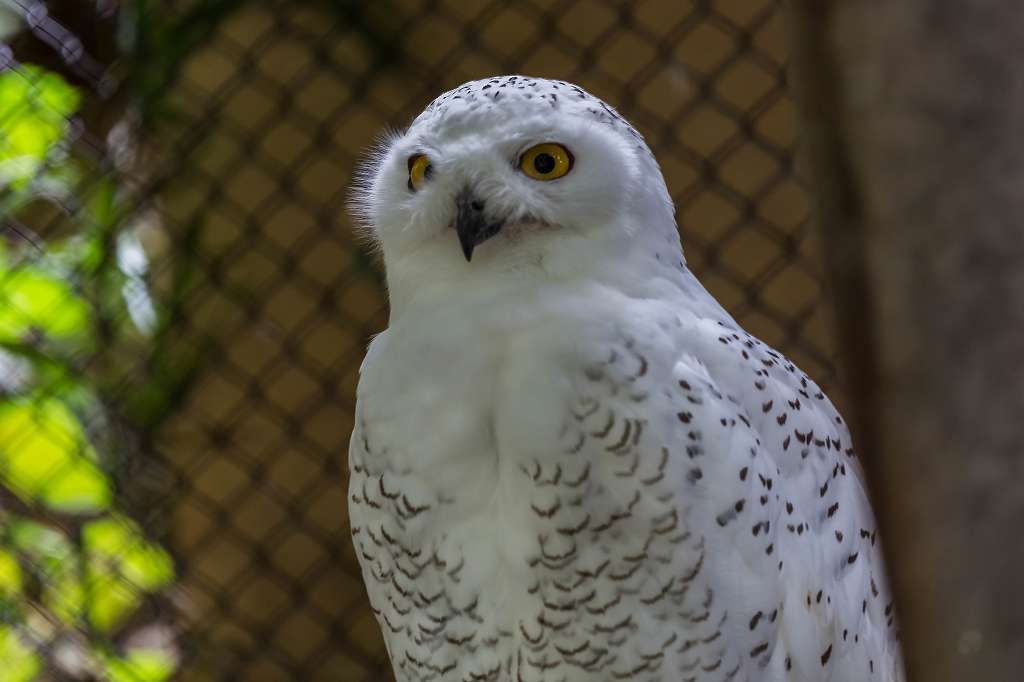 多摩動物園の猛禽_f0044056_20403934.jpg