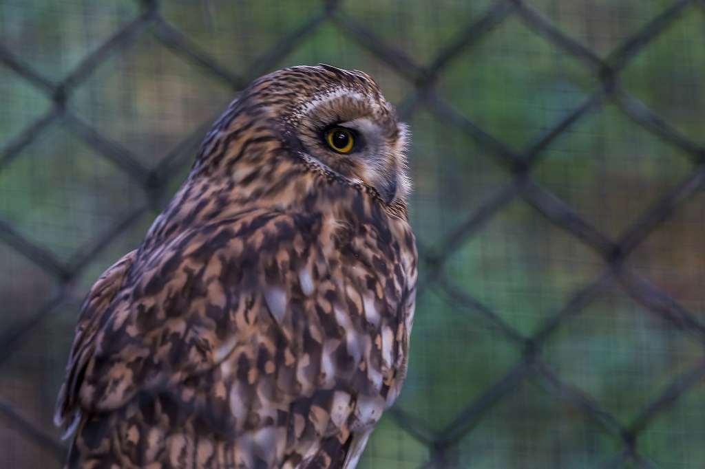 多摩動物園の猛禽_f0044056_20414496.jpg