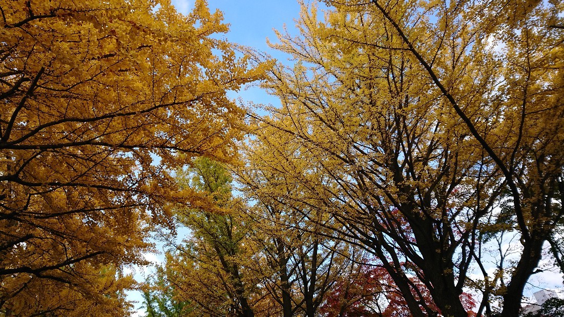 北海道4日目札幌です..._c0328559_20525152.jpg