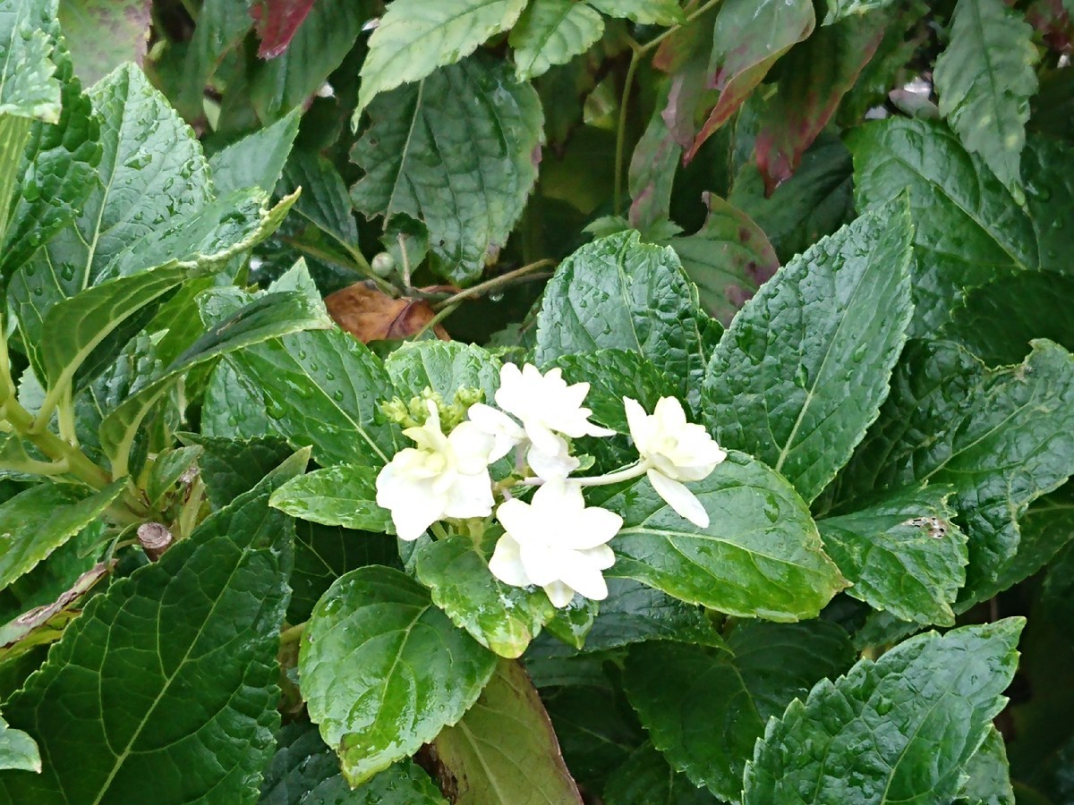 c0100865_06153506.jpg