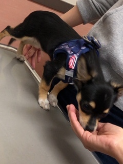 パピー教室(2018・10・28)_e0367571_17002960.jpg