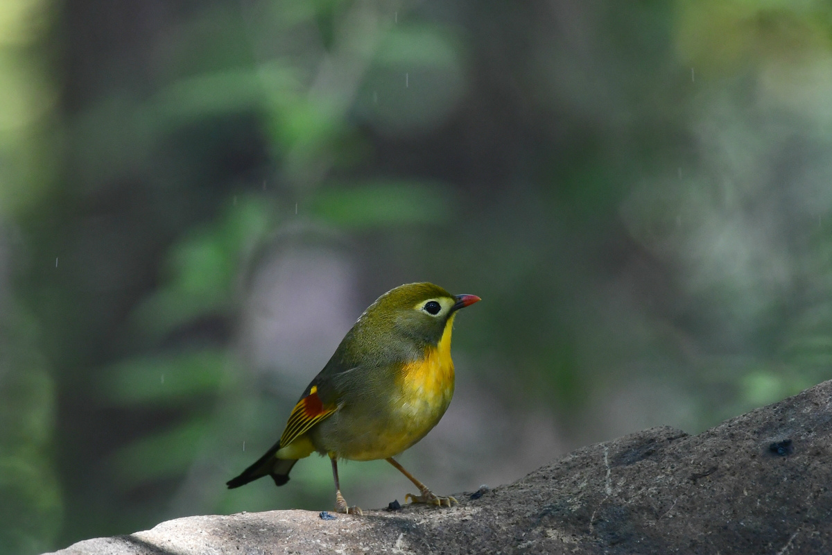 ソウシチョウ エゾビタキ_f0053272_02572058.jpg