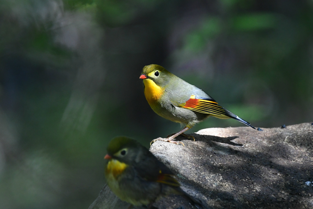 ソウシチョウ エゾビタキ_f0053272_02583441.jpg