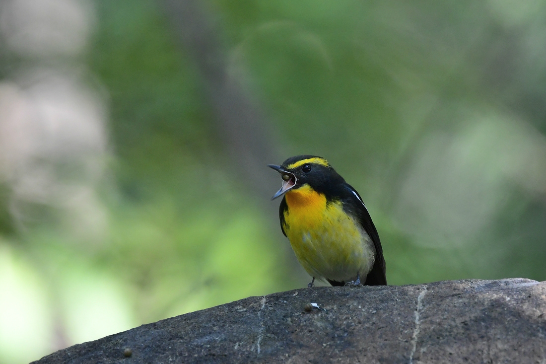 種だし〜キビタキ 歌うソウシチョウ♪_f0053272_21591008.jpg