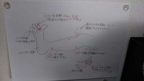 上肢と下肢の病的反射をおぼえてみた ウンノ接骨院 ウンノ整体 と静岡の夜 上肢と下肢の病的反射をおぼえてみた ウンノ接骨院 ウンノ整体 と静岡の夜