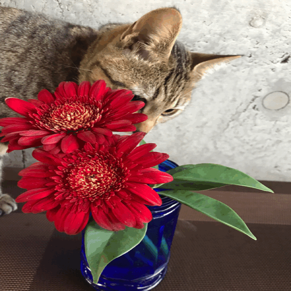 c0156981_06295273.gif