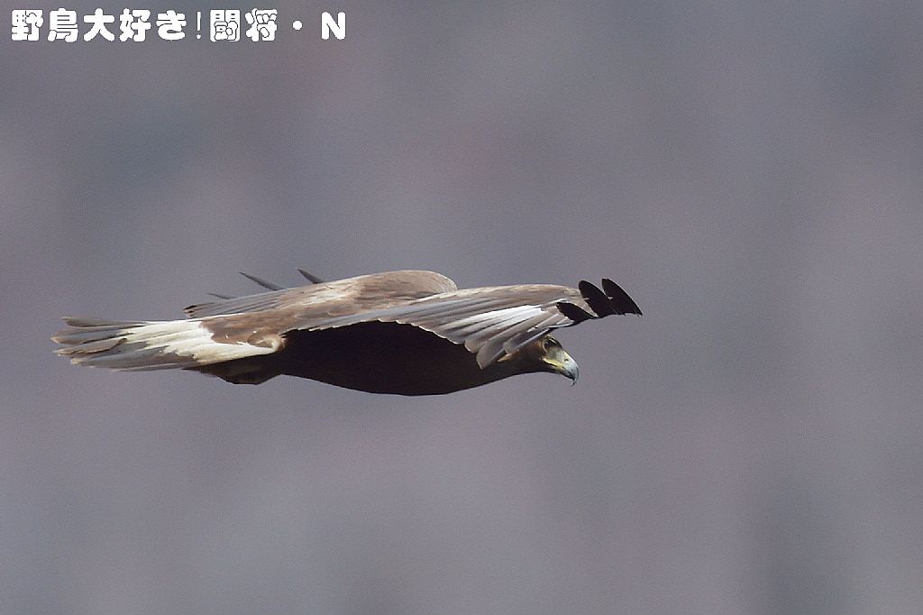 【SALE／37%OFF】 イヌワシ幼鳥 野鳥大好き！闘将・N : 筆記具