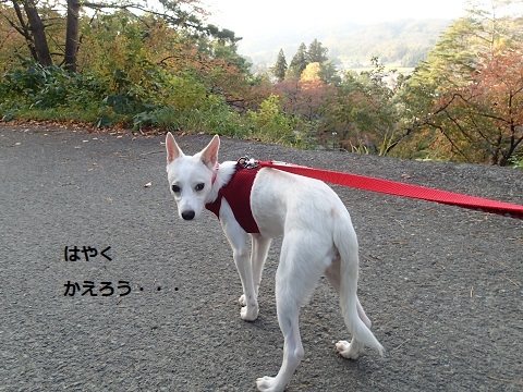 c0182012_10394433.jpg