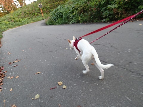 c0182012_10394937.jpg