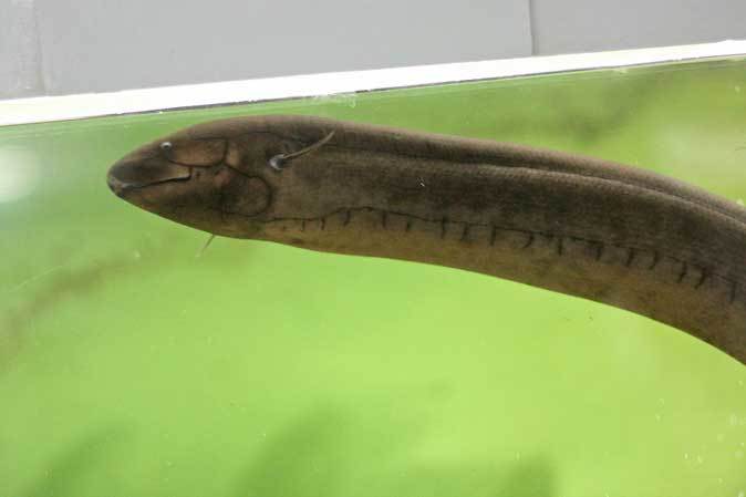 レピドシレン パラドクサ 約6.5cm 南米肺魚 1｜その他