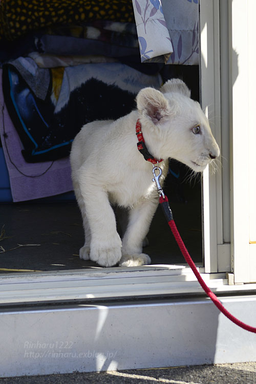 18 10 28 東北サファリパーク ホワイトライオンのリズムちゃん White Lion Baby 01 青空に浮かぶ月を眺めながら