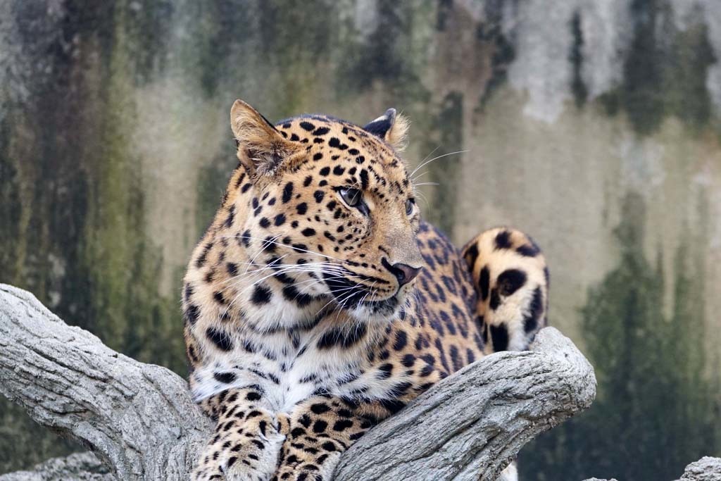 王子動物園(9)@2018-09-27_d0250840_21452091.jpg