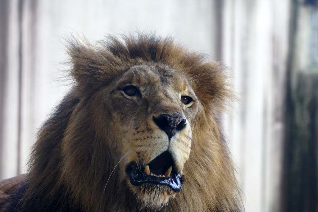 王子動物園(9)@2018-09-27_d0250840_21543162.jpg