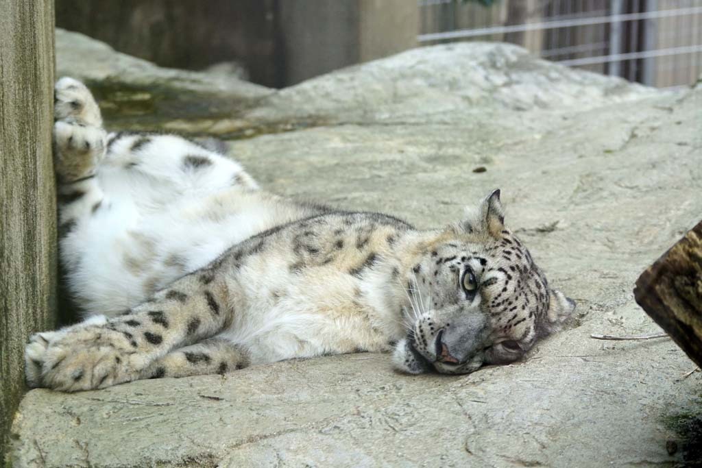 王子動物園(9)@2018-09-27_d0250840_21555615.jpg