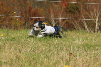 c0145250_09042667.gif