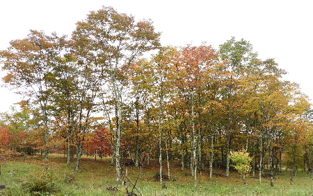 e0172950_21372083.jpg