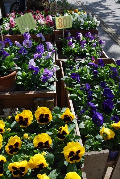 花苗入荷情報_a0201358_17390211.jpg