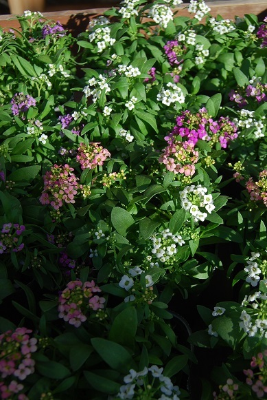 花苗入荷情報_a0201358_17394566.jpg