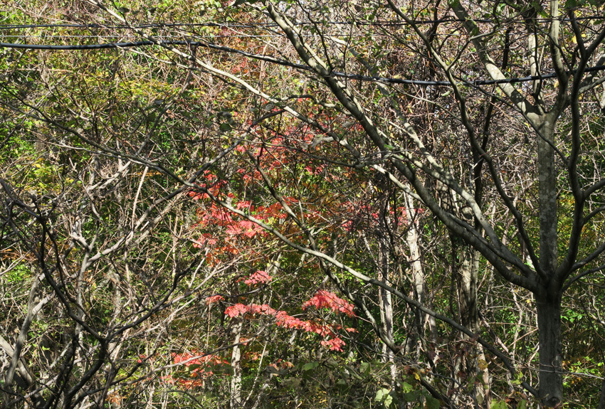 初のヒルクライム（泉ヶ岳）とプチ悲劇ネタ_d0385559_09040622.jpg