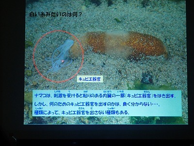 ナマコ講座 沖縄生活 ナマコ講座 沖縄生活
