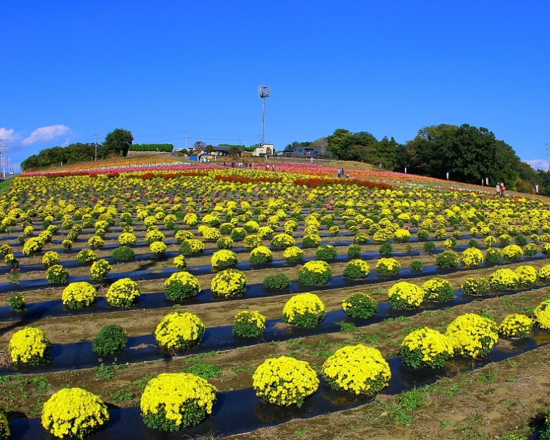 あかぼり小菊の里で_c0305565_17502006.jpg