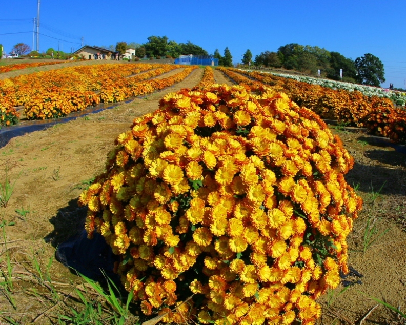 あかぼり小菊の里で_c0305565_17532373.jpg