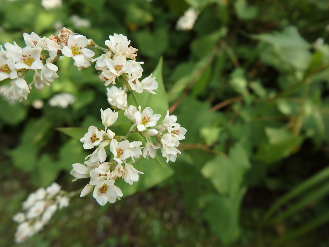 d0054276_20154316.jpg