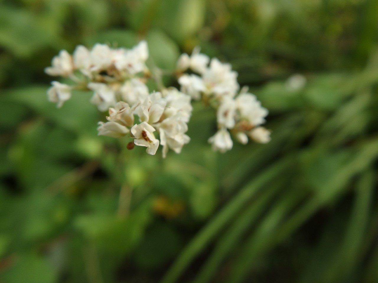 d0054276_20155262.jpg