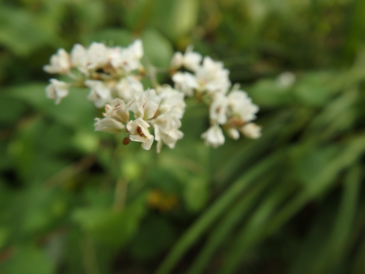 『大千成(オオセンナリ)と冬の花蕨(フユノハナワラビ)と何首烏芋(カシュウイモ)等･････』_d0054276_20155262.jpg