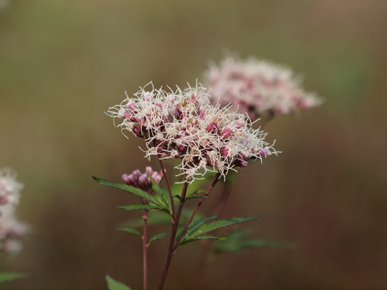 d0054276_2015867.jpg