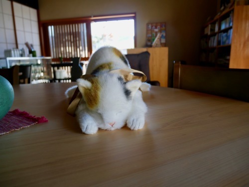 f0054677_05551913.jpeg