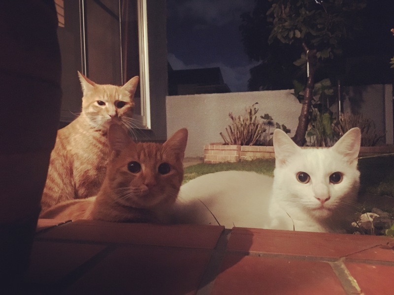 c0283778_15551586.jpeg