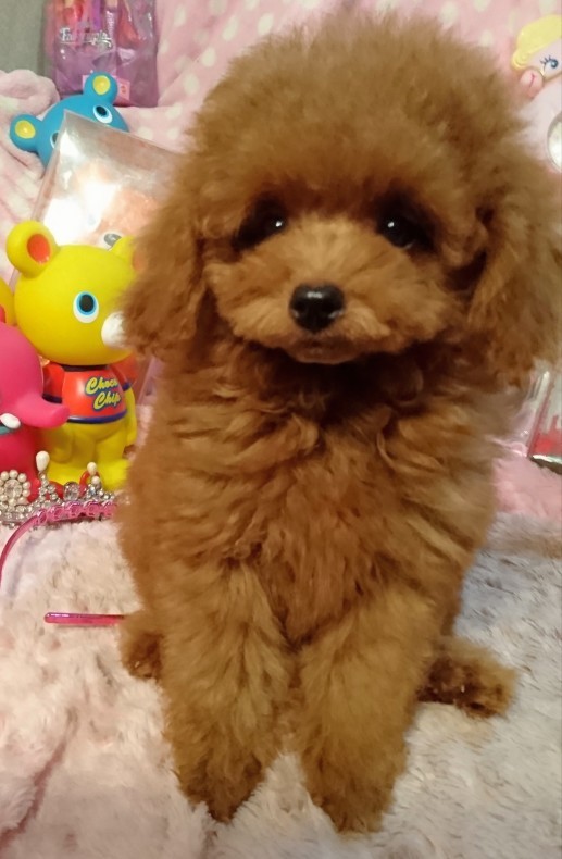 可愛い子犬が一杯 子犬情報 リベルトコディ