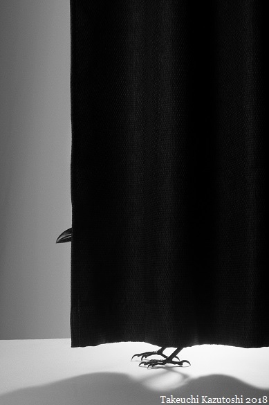 a crow_e0290580_23282494.jpg