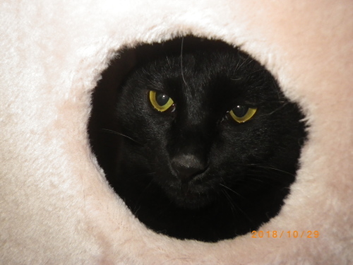冬眠中のクマ？_e0290580_23570242.jpg