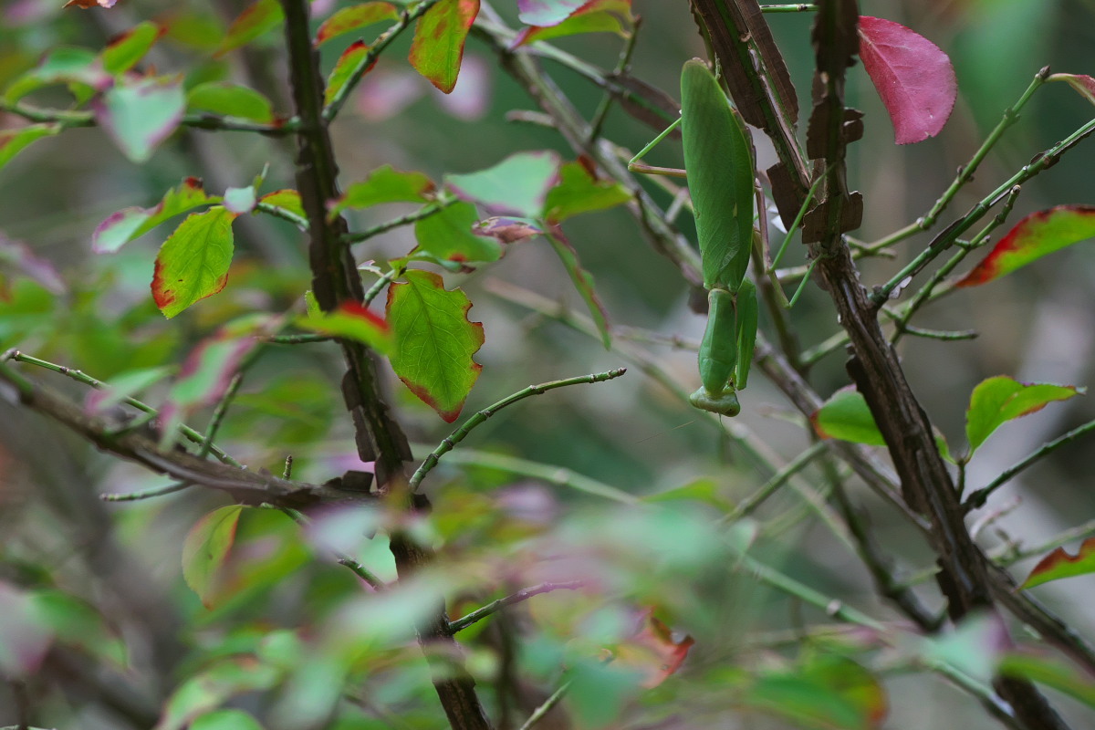 a0083081_17410277.jpg