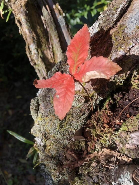 2018年10月29日 お留守番してたよ_b0098584_21051064.jpeg