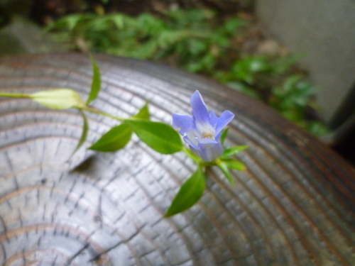 帯締め ”平唐耳ひねり” <渡敬 謹製>_d0159384_23242993.jpg
