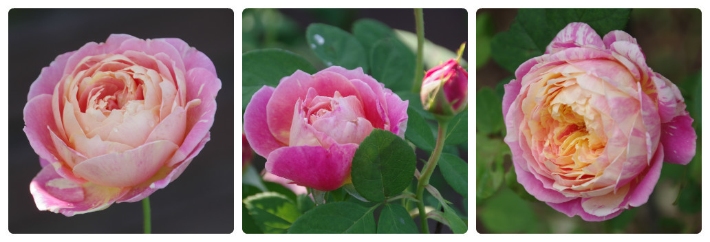 秋薔薇が細々と咲く小さなローズガーデン_b0356401_04433174.jpg