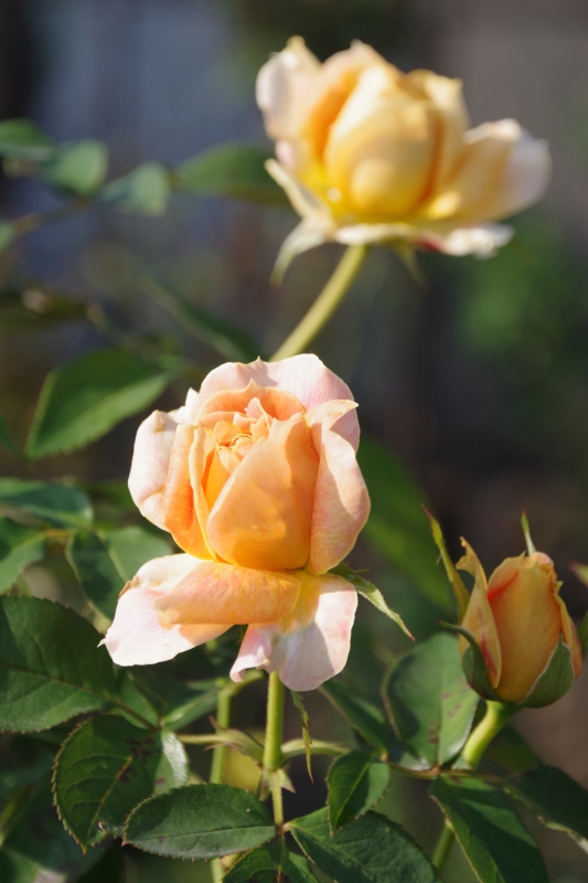 秋薔薇が細々と咲く小さなローズガーデン_b0356401_04440246.jpg