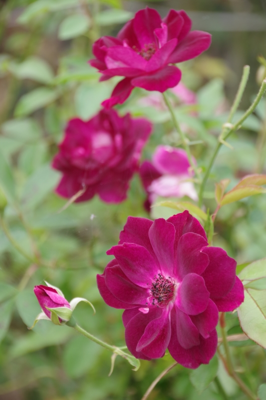 秋薔薇が細々と咲く小さなローズガーデン_b0356401_04443670.jpg