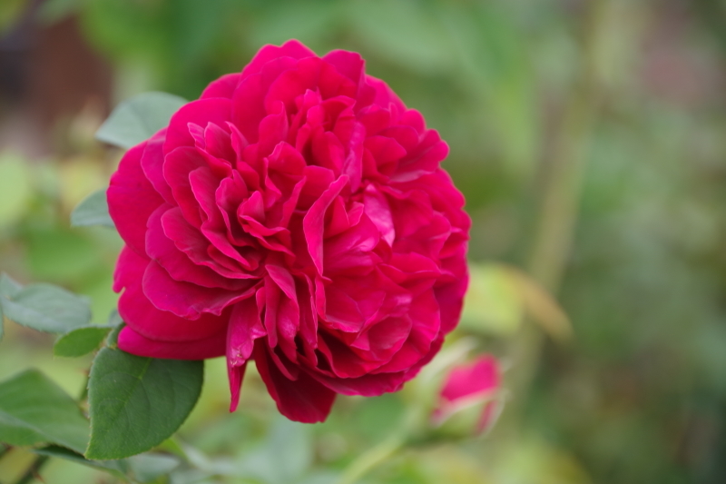 秋薔薇が細々と咲く小さなローズガーデン_b0356401_04445842.jpg