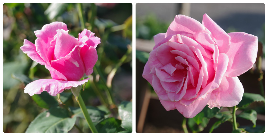 秋薔薇が細々と咲く小さなローズガーデン_b0356401_04452542.jpg