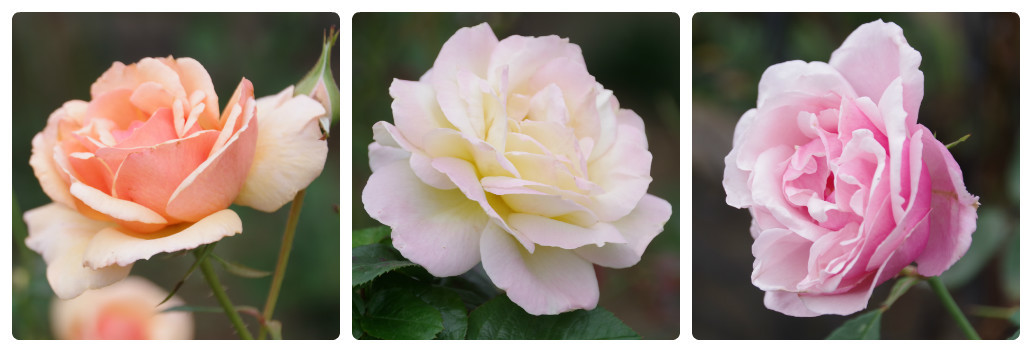 秋薔薇が細々と咲く小さなローズガーデン_b0356401_04454322.jpg