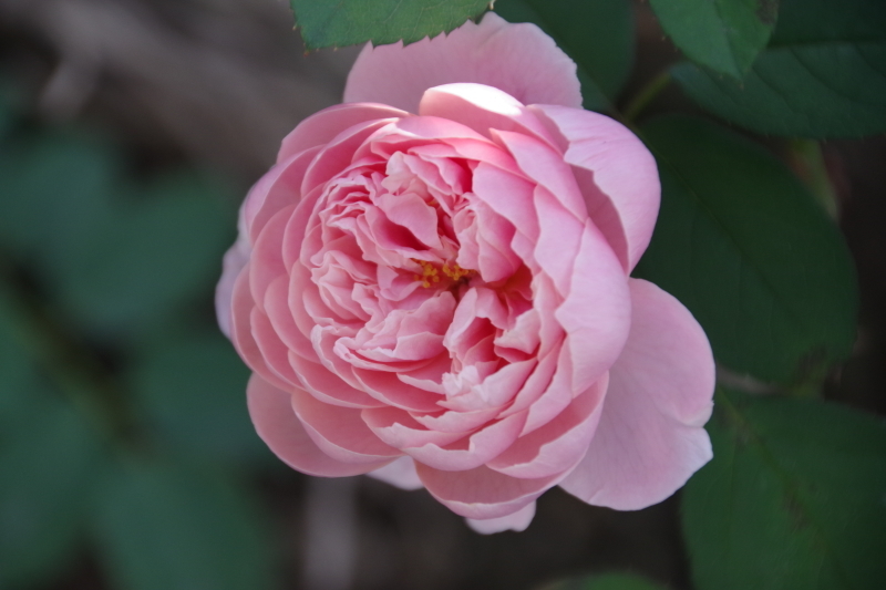 秋薔薇が細々と咲く小さなローズガーデン_b0356401_04460443.jpg
