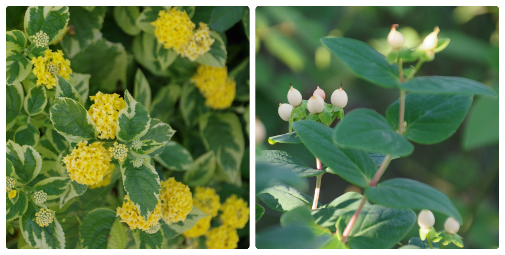 秋薔薇が細々と咲く小さなローズガーデン_b0356401_04462516.jpg