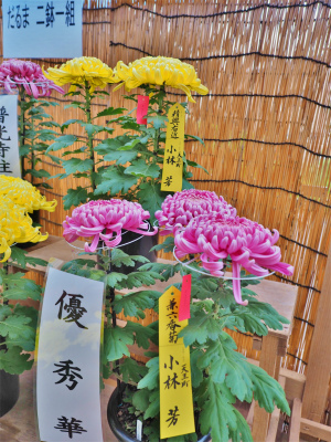 明日から「魚沼菊花展・浦佐菊まつり」が始まります_c0336902_21590072.jpg